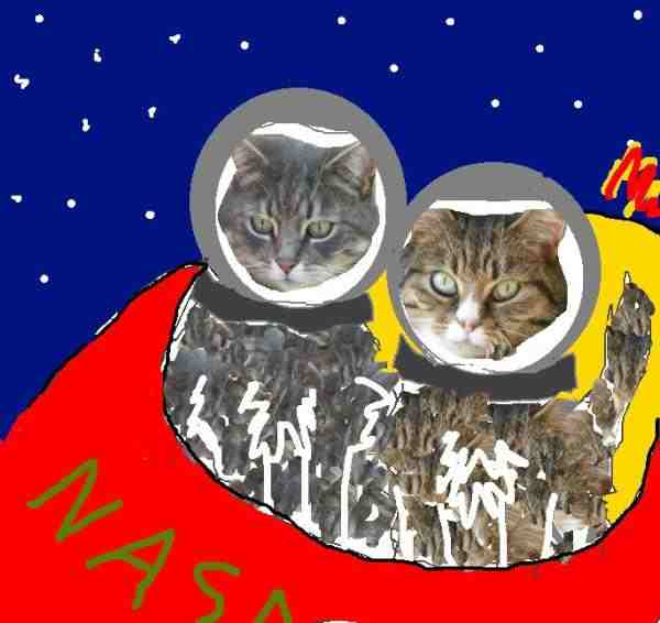 Slide of Cats in Space Hack (Liz Roberts)